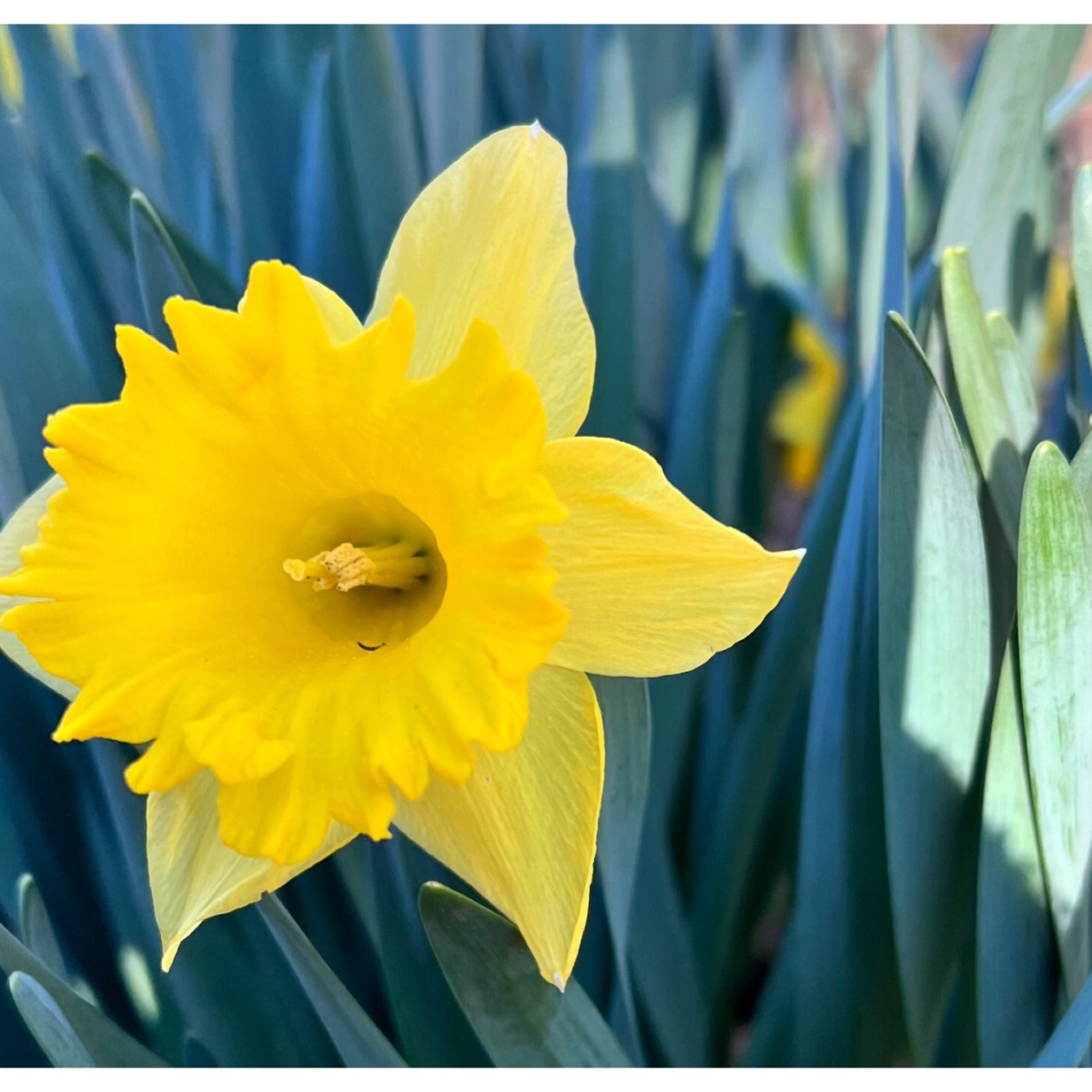 Today I am thankful for… daffodils.